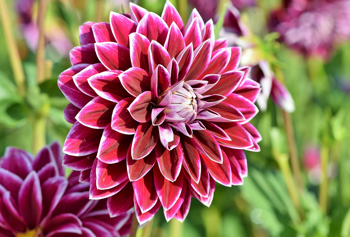 Paso A Desnivel Por David C rdenas Rosas La Dalia Flor 