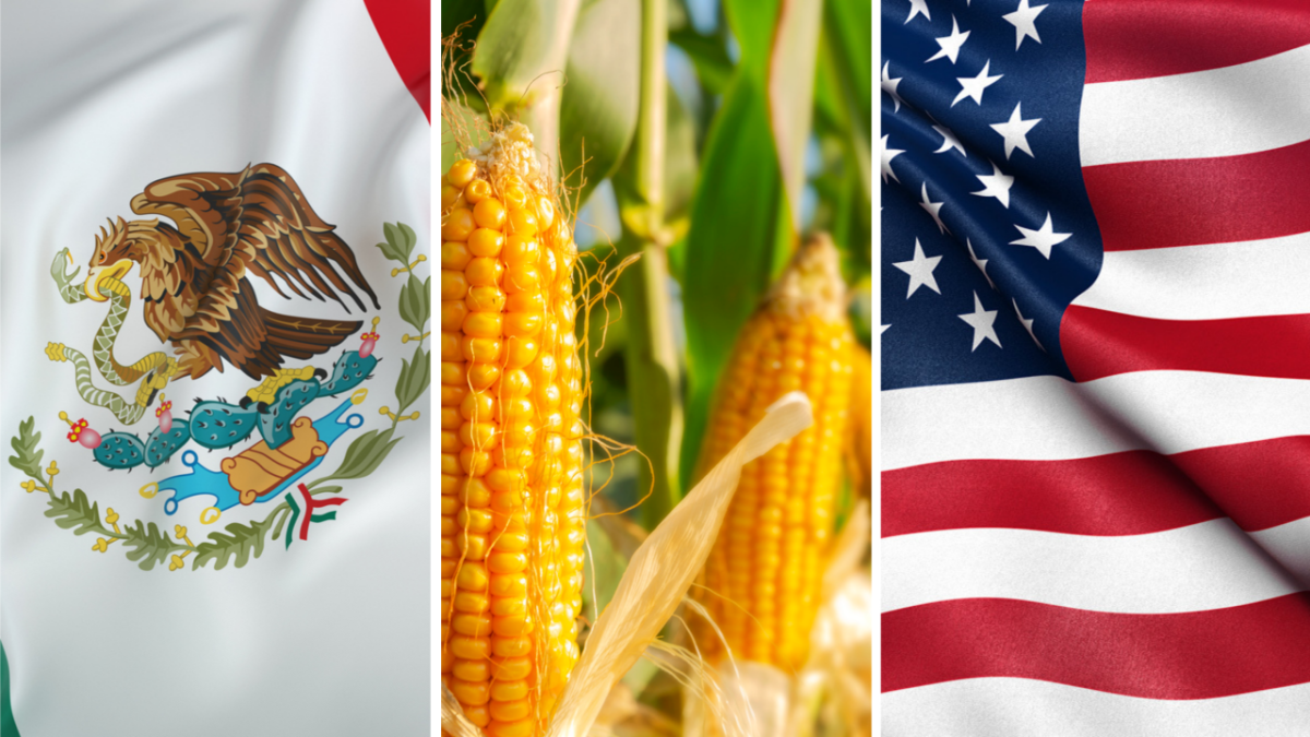 AMLO: EU no ha aceptado investigación conjunta sobre maíz transgénico