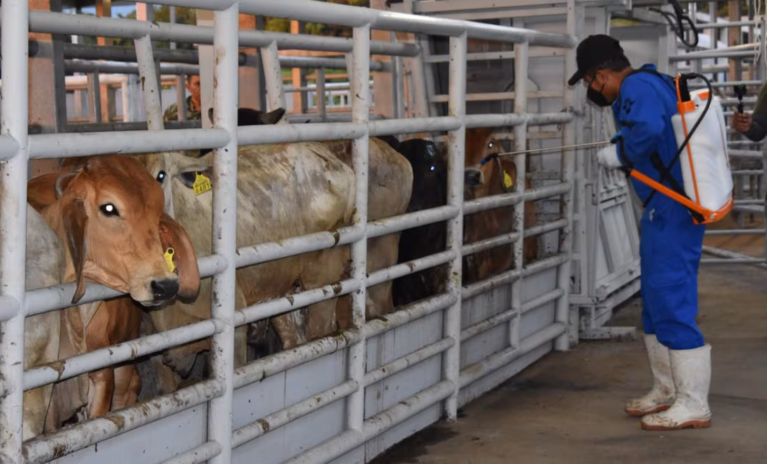 Lanzan estrategia para combatir al gusano barrenador; capacitarán a más de 100 zootecnistas y agrónomos