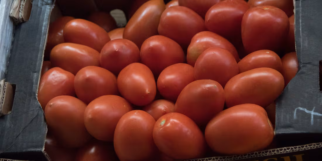 México fija precios del tomate para su exportación hacia EU